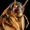 Cucaracha512