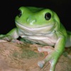 froggy82